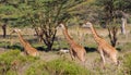 Jiraffe family in African savannah bush