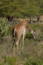 Jiraffe family in African savannah bush