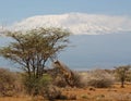 Jiraffe in Africa near Kilimanjaro