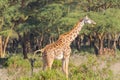 Jiraffe in Africa wildlife