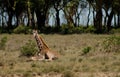 Africa wildlife, jiraffe in savanna