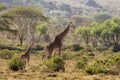 Africa wildlife, jiraffe with a baby in savanna Royalty Free Stock Photo