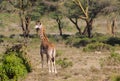 Giraffe in African safari game reserve