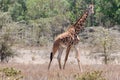 Giraffe in African safari game reserve