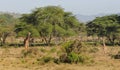 Giraffe in African safari game reserve Royalty Free Stock Photo