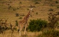 Giraffe in African safari game reserve