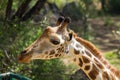 Giraffe in Africa wildlife, jiraffe portrait