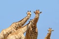 Giraffe family baby isolated blue sky, Africa Royalty Free Stock Photo