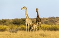 Giraffe family with baby giraffe drinking milk