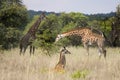 Giraffe Family Royalty Free Stock Photo