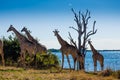 Giraffe family - Chobe NP - Botswana