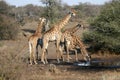 Giraffe Family Drinking Royalty Free Stock Photo