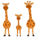 Giraffe family front view