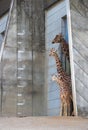 Giraffe family in Higashiyama Zoological Garden in Nagoya. Japan