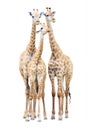 Giraffe family isolated Royalty Free Stock Photo