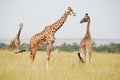 Giraffe Family - Masai Mara, Kenya Royalty Free Stock Photo