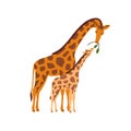 Giraffe family. Mother animal feeding cute funny little cub, kid. Wild jungle mom and child eating together. Adorable