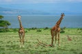 Giraffe family Naivasha