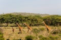 Giraffe family in savannah Royalty Free Stock Photo