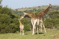 Giraffe family with tiny baby