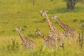 Giraffe Family in the Veldt