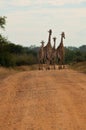 Giraffe family walking on the African savana road Royalty Free Stock Photo