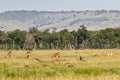 Giraffe family walking on the plains of the Masai Mara