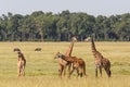 Giraffe family walking on the plains of the Masai Mara Royalty Free Stock Photo