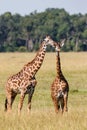Giraffe family walking on the plains of the Masai Mara Royalty Free Stock Photo