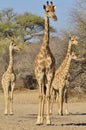 Giraffe Family - Wildlife Background of Watchers in Africa