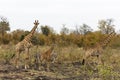 Giraffe family and zebras Kruger NP
