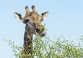 Giraffe  feeding on acacia tree, low angle Royalty Free Stock Photo