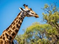 Giraffe feeding Made With Generative AI illustration