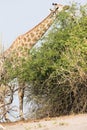 Giraffe feeding on tree leaves