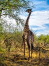 Giraffe feeding from a treetop