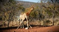 Giraffe Feeding Royalty Free Stock Photo