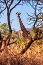 Giraffe female in the bush Royalty Free Stock Photo