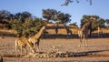 Giraffe in Kgalagadi transfrontier park, South Africa Royalty Free Stock Photo