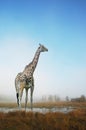 Giraffe in a field