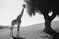 Giraffe in Field with Tree Royalty Free Stock Photo