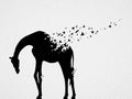 Giraffe and flying birds. Endangered animal. Black white silhouette