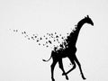 Giraffe and flying birds. Endangered animal. Black white silhouette