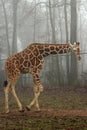 Giraffe in a foggy forest