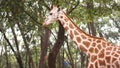 A giraffe looking for food Royalty Free Stock Photo
