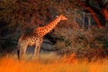 Giraffe in forest with big trees, evening light, sunset. Idyllic giraffe silhouette with evening orange sunset, Botswana, Africa.