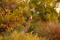 Giraffe in forest with big trees, evening light, sunset. Idyllic giraffe silhouette with evening orange sunset, Botswana, Africa. Royalty Free Stock Photo