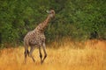 Giraffe in forest with big trees, evening light, sunset. Idyllic giraffe silhouette with evening orange sunset, Angola, South