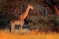 Giraffe in forest with big trees, evening light, sunset. Idyllic giraffe silhouette with evening orange sunset, Botswana, Africa. Royalty Free Stock Photo