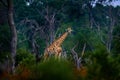 Giraffe in forest with big trees, evening light, sunset. Idyllic giraffe silhouette with evening orange sunset, Khwai River, Royalty Free Stock Photo