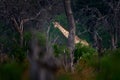 Giraffe in forest with big trees, evening light, sunset. Idyllic giraffe silhouette with evening orange sunset, Khwai River, Royalty Free Stock Photo